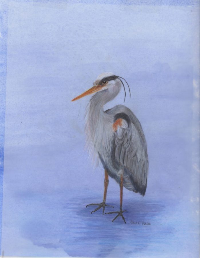 Colored pencil and watercolor painting of a blue heron standing in water
